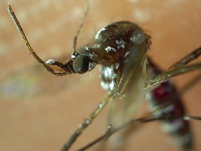 Suma Puebla un nuevo contagio por dengue: Salud