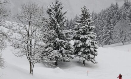 Tus árboles en invierno: ¿muertos o inactivos?