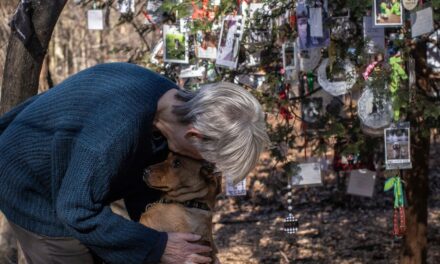 Un árbol de Navidad de Central Park se ha convertido en un monumento a las mascotas