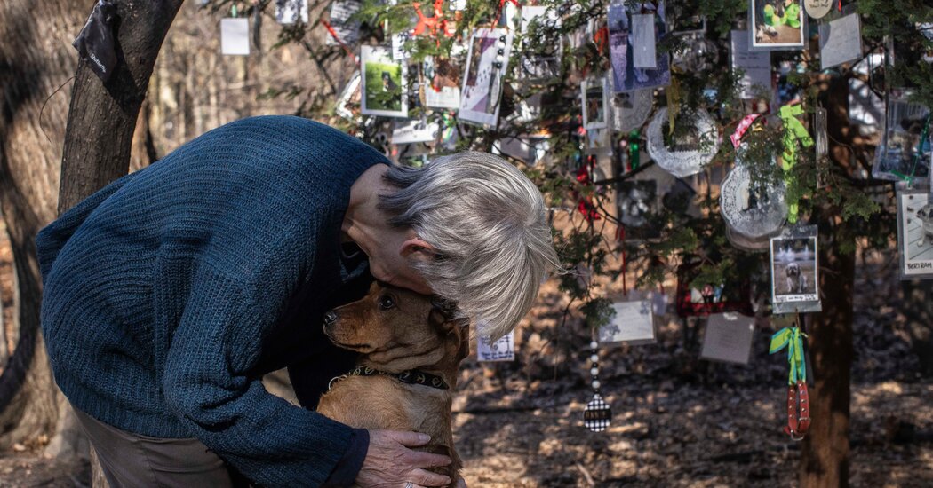 Un árbol de Navidad de Central Park se ha convertido en un monumento a las mascotas