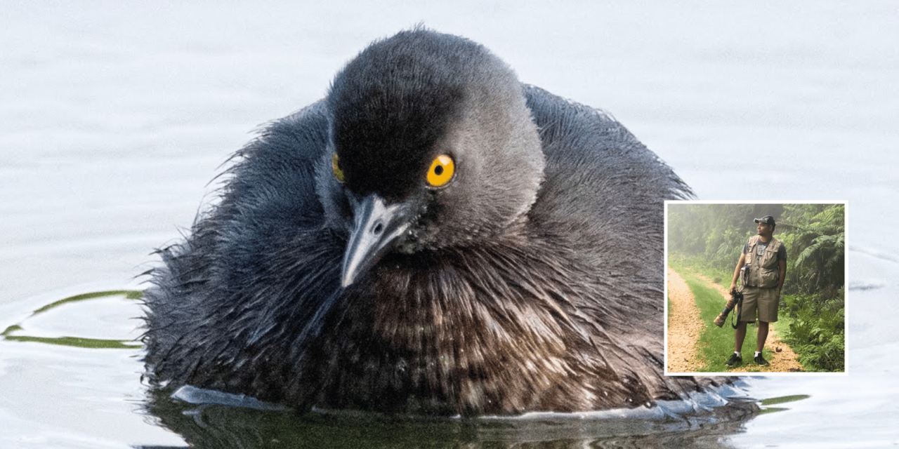 Una de las aves acuáticas más raras que existen en República Dominicana