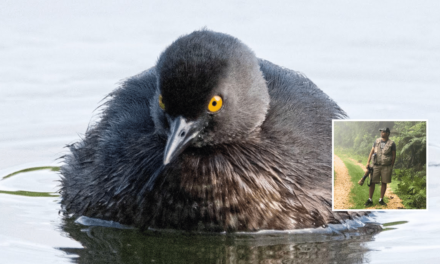 Una de las aves acuáticas más raras que existen en República Dominicana