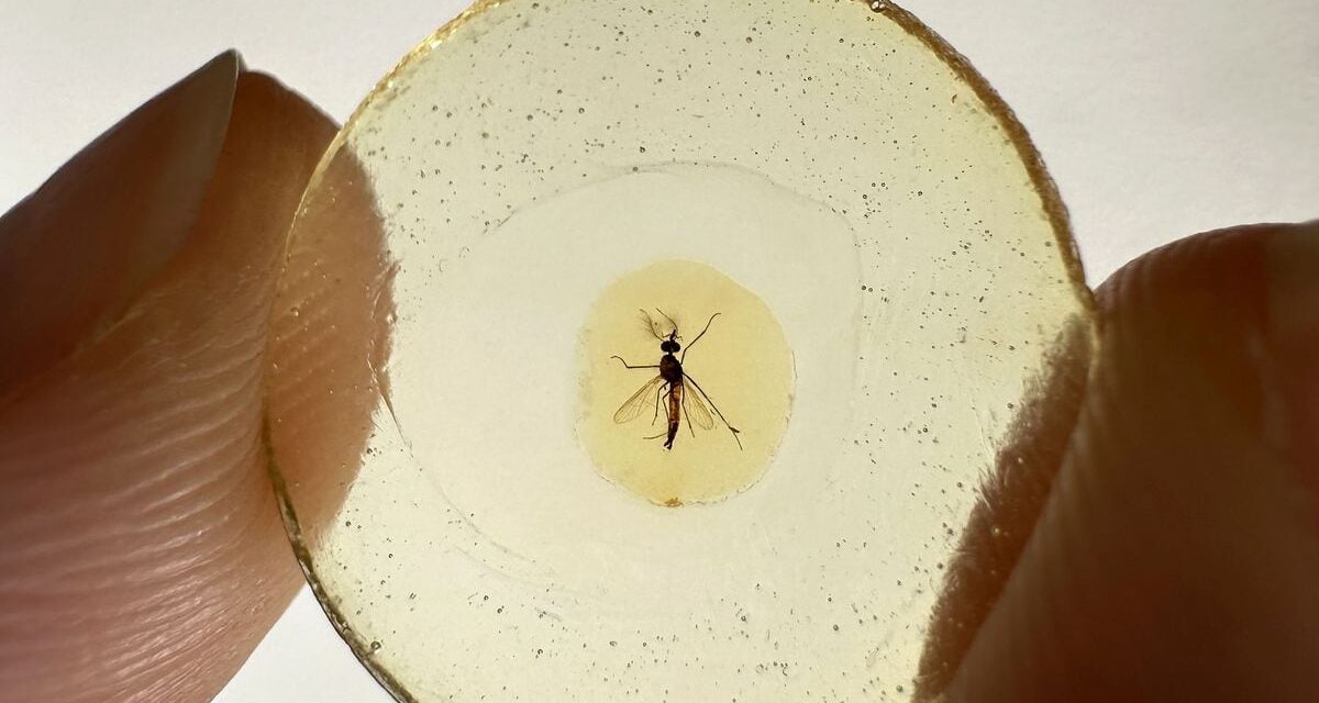Unos mosquitos atrapados en ámbar hace 130 millones de años demuestran que los machos también chupan la sangre |  Ciencia