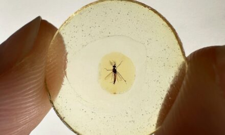 Unos mosquitos atrapados en ámbar hace 130 millones de años demuestran que los machos también chupan la sangre |  Ciencia