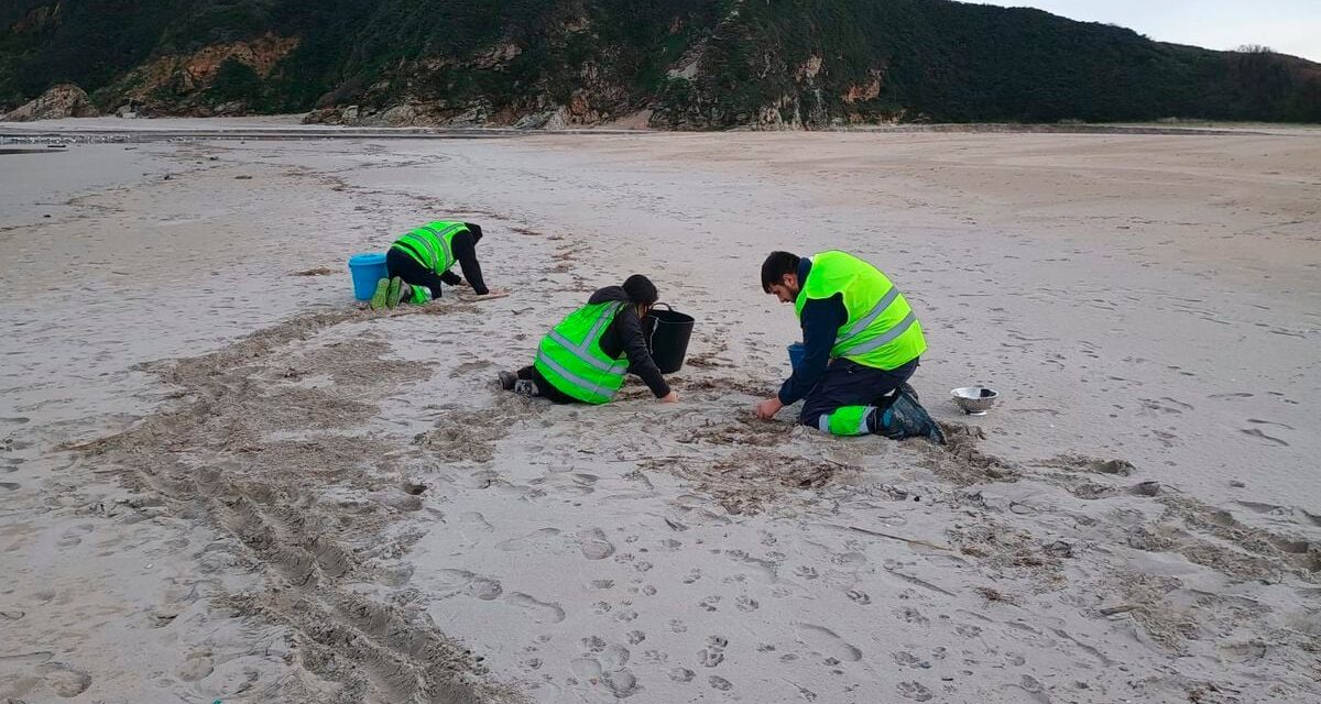 Asturias activa el nivel 2 de alerta por el vertido de 'pellets' en sus costas, con lo que podrá recibir ayuda del Estado |  Clima y Medio Ambiente