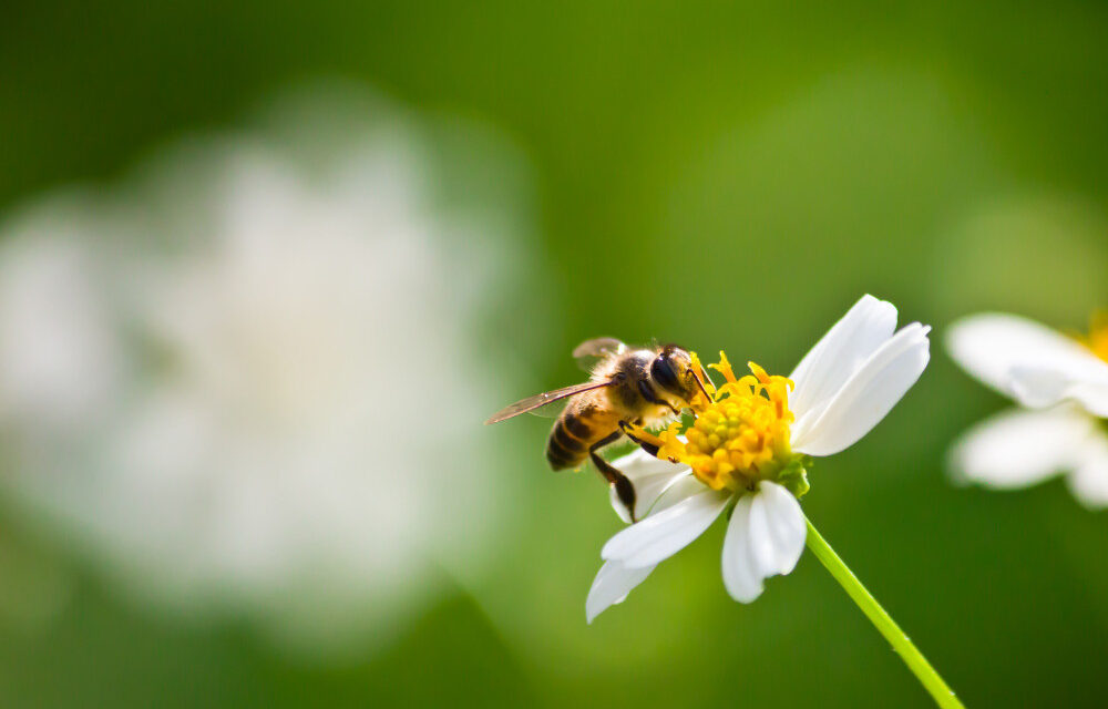 Descubren una nueva forma en la que los insecticidas afectan a la salud de las abejas
