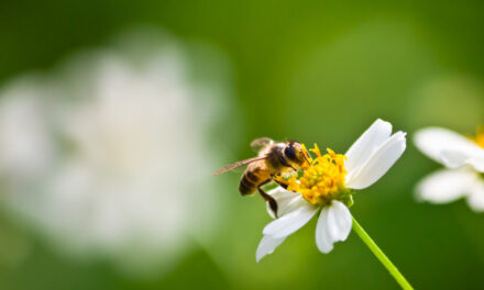 Descubren una nueva forma en la que los insecticidas afectan a la salud de las abejas