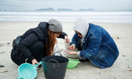 El informe encargado por la Xunta sobre los 'pellets': “En caso de vertido, no inhalar el polvo y evitar el contacto con la piel, los ojos y la ropa” |  Cambio climático |  Clima y Medio Ambiente