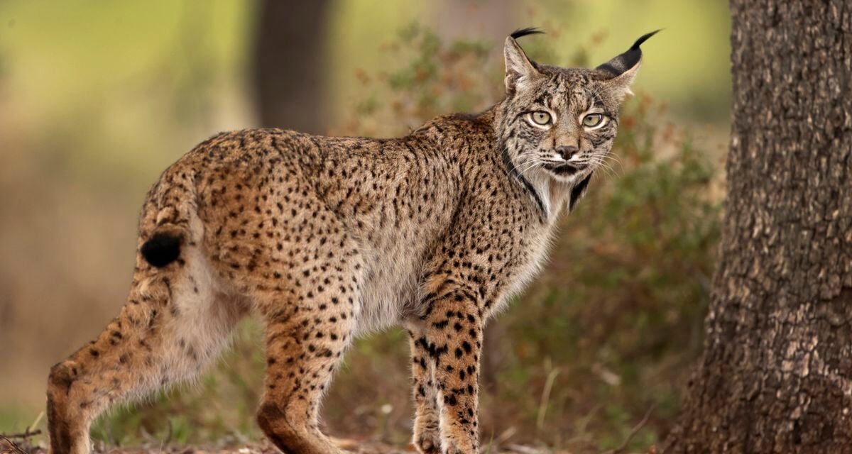 El lince ibérico se cruzó con el boreal en el pasado y mejoró su diversidad genética |  Ciencia
