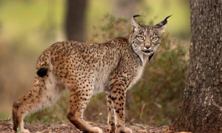 El lince ibérico se cruzó con el boreal en el pasado y mejoró su diversidad genética |  Ciencia
