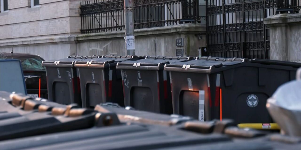 La ciudad anuncia importantes victorias en la guerra contra las ratas