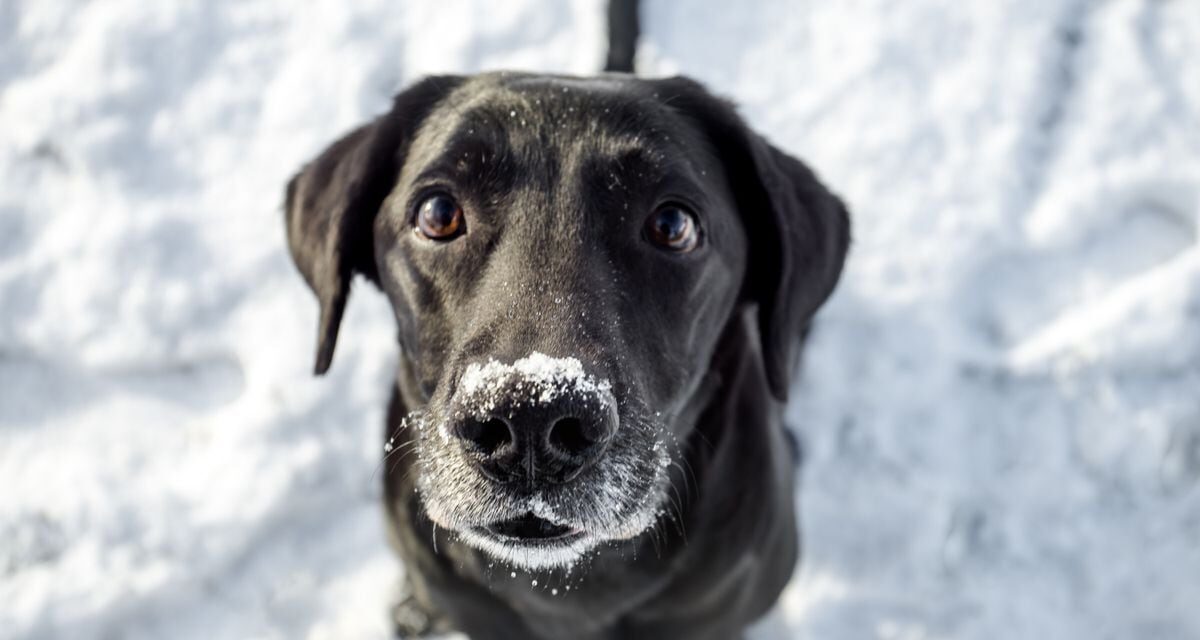 Los perros y el frío, cómo protegerles: los abrigos funcionan, las botas no tanto |  estilo de vida