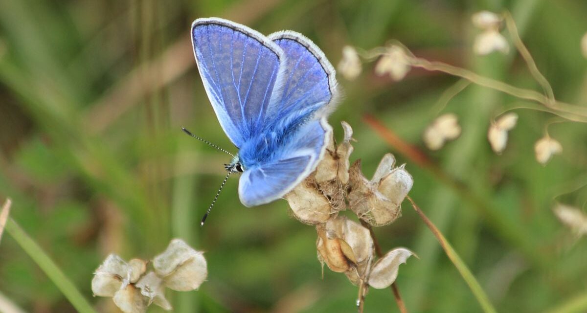 Mariposas en peligro: las especies españolas se adaptan al calor, pero no se salvan del riesgo de extinción |  Ciencia