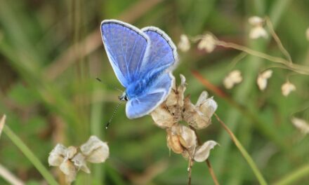 Mariposas en peligro: las especies españolas se adaptan al calor, pero no se salvan del riesgo de extinción |  Ciencia