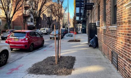 Residentes de Astoria se quejan de árboles en medio de la acera