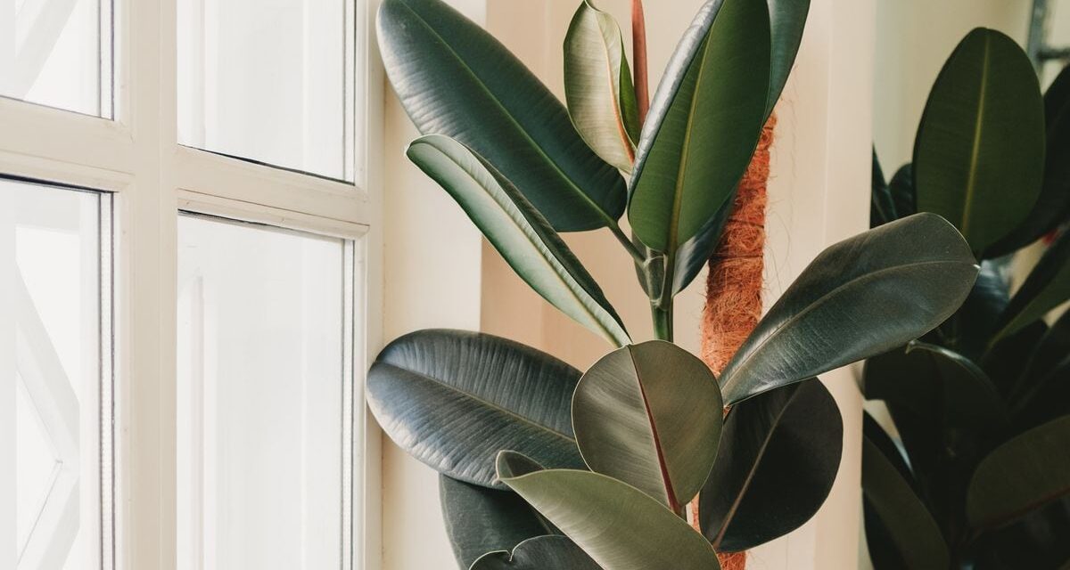 Un árbol en el salón: por qué siempre es buena idea tener una gran planta dentro de casa |  estilo de vida