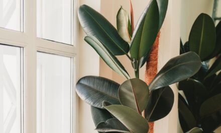 Un árbol en el salón: por qué siempre es buena idea tener una gran planta dentro de casa |  estilo de vida